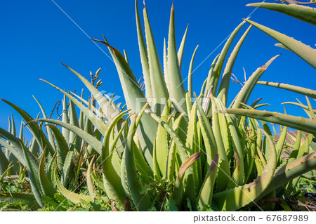 Aloe vera field; Furteventura, Canary Islands Aloe vera field; Furteventura, Canary Islands 67687989