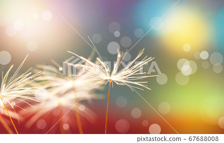 Abstract blurred nature background dandelion seeds Abstract blurred nature background dandelion seeds 67688008
