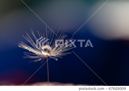 Shiny dew water drop on dandelion in bokeh 67688009