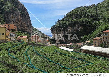 Lemon plantations behind the Amalfi Coast Lemon plantations behind the Amalfi Coast 67688512