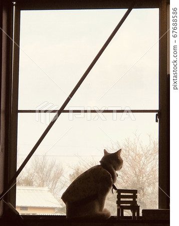 暮光之城貓 67688586