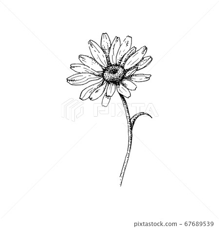 Isolated cute daisy flower 67689539