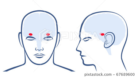 AMYGDALAE. Location of the two amigdalas in the human brain. Profile and frontal view with positions. Isolated vector graphic illustration on white background. 67689600
