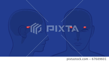 Amygdalas in a human brain. Lateral and frontal view with position of amygdalae. Vector illustration on blue background. Amygdalas in a human brain. Lateral and frontal view with position of amygdalae. Vector illustration on blue background. 67689601