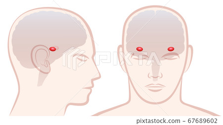 Amygdala. Profile and frontal view with location of pair of amigdalas in a human brain. Isolated vector illustration on white background. 67689602