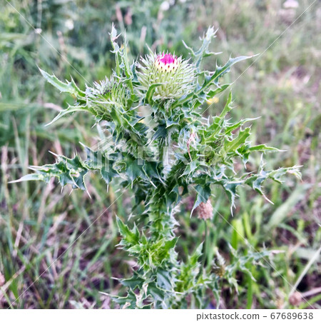 Large herbaceous medicinal plant burdock Arctium 67689638