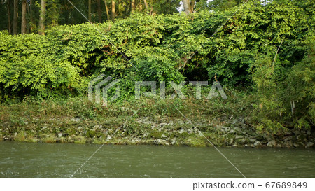 Knotweed Japanese, invasive expansive species of dangerous plants leaf in river shrub bushes growth lush, leaves Reynoutria Fallopia japonica intruder neophyte calamity flowers gatecrasher herbicides 67689849