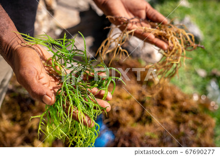 Hands of Black African Man Holding Harvested Drying Seaweed in Jambiani, Zanzibar Hands of Black African Man Holding Harvested Drying Seaweed in Jambiani, Zanzibar 67690277