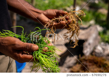 Hands of Black African Man Holding Harvested Drying Seaweed in Jambiani, Zanzibar Hands of Black African Man Holding Harvested Drying Seaweed in Jambiani, Zanzibar 67690278