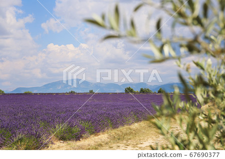 France, Provence: lavender field and olive tree 67690377
