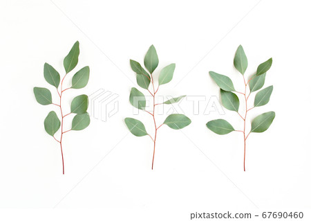 Green branch, leaves eucalyptus isolated on white background. Flat lay, top view minimal concept. 67690460