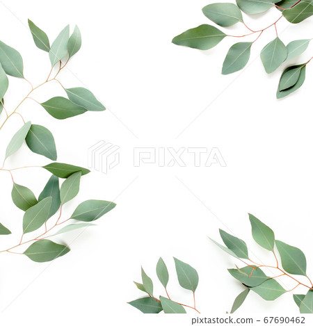 Frame made of green leaves eucalyptus populus isolated on white background with empty space for text. Flat lay, top view 67690462