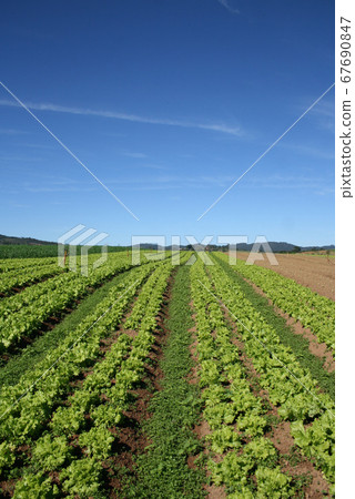 Lettuce Brazil cultivated near Sao Paulo 67690847