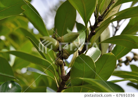 Young fruit of matebashii 67691036