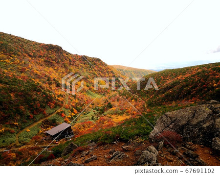 足立戶山牛郎小屋的秋葉 67691102