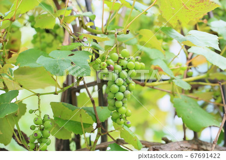 Grape Seed Steuben Grape Seed Steuben 67691422