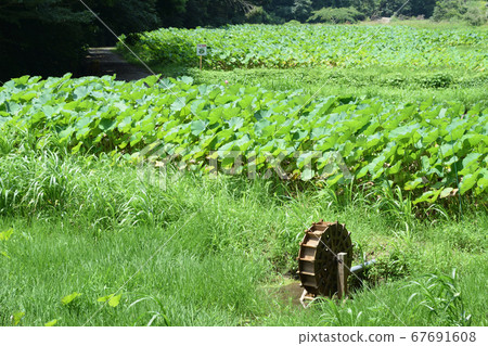 Oga lotus in Fuyashiki Park Oga lotus in Fuyashiki Park 67691608