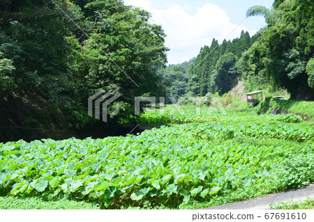 Oga lotus in Fuyashiki Park Oga lotus in Fuyashiki Park 67691610