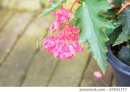 Flower of Okinawa Begonia 67691757