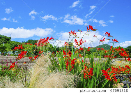 Crimson crocosmia Crimson crocosmia 67691818