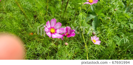 花 花 67691994