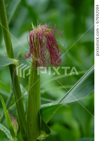 韓國忠北鎮川郡昌平面火山里昌平水庫斗山山 67692084