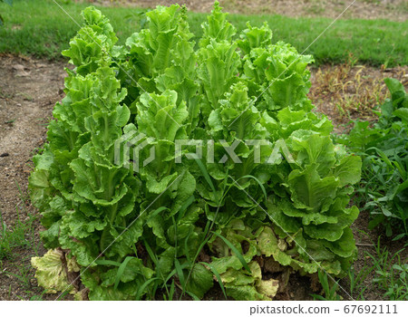 Dootasan, Chopyeong Reservoir, Volcano-ri, Chopyeong-myeon, Jincheon-gun, Chungbuk, Korea 67692111