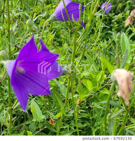 Flower Flower 67692130