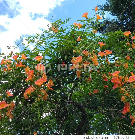 Flower Flower 67692136