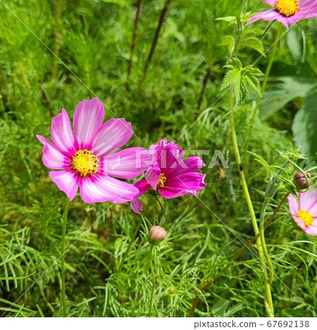 Flower Flower 67692138