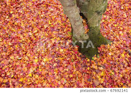 A tree growing in a maple carpet A tree growing in a maple carpet 67692141