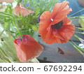Trendy watercolor card with red poppies . Nature background. Banner design. Floral background. Green 67692294