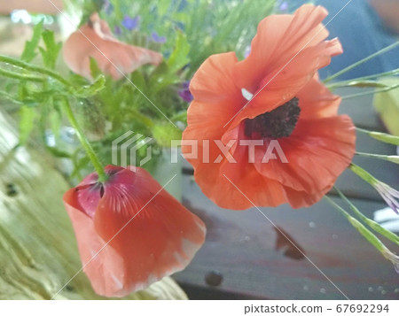 Trendy watercolor card with red poppies . Nature background. Banner design. Floral background. Green Trendy watercolor card with red poppies . Nature background. Banner design. Floral background. Green 67692294