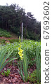 The gladiolus bloomed beautifully in the rain. 67692602