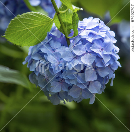 Apple-shaped blue-purple hydrangea Apple-shaped blue-purple hydrangea 67692707