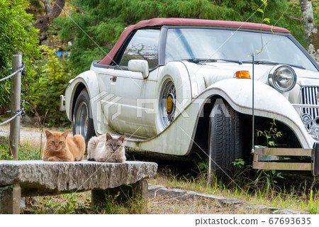 Stray cat sleeping in front of a classic car 67693635