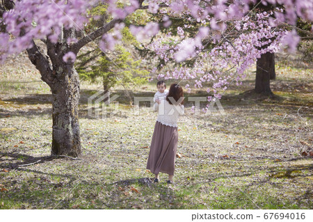 Family playing under the cherry tree Family playing under the cherry tree 67694016