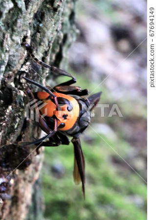 Wheatstone Wheatstone 67694149