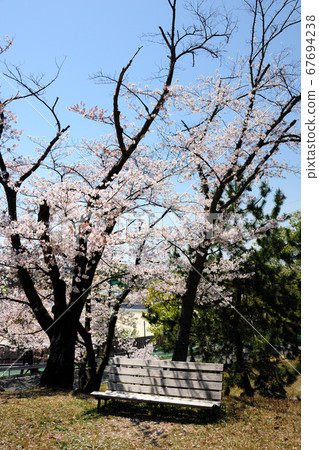 Cherry blossoms at Miyoshi Park Cherry blossoms at Miyoshi Park 67694238