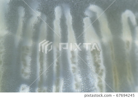 Enlarged sliced cross section of Chinese cabbage Enlarged sliced cross section of Chinese cabbage 67694245