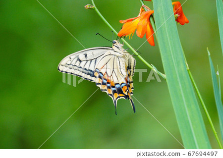 Swallowtail sucking nectar 67694497
