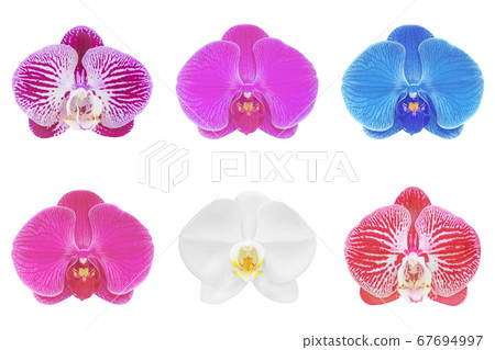 Collection of orchid isolated on white background Collection of orchid isolated on white background 67694997