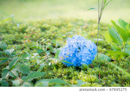 Hydrangea that seems to be buried 67695275
