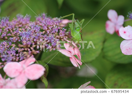 繡球上的矢吹 繡球上的矢吹 67695434