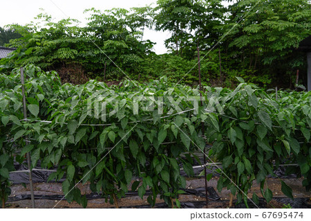 Daloreum Village, Inwol-myeon, Namwon-si, Jeollabuk-do, Korea Daloreum Village, Inwol-myeon, Namwon-si, Jeollabuk-do, Korea 67695474