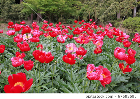 筑波牡丹園 筑波牡丹園 67695693