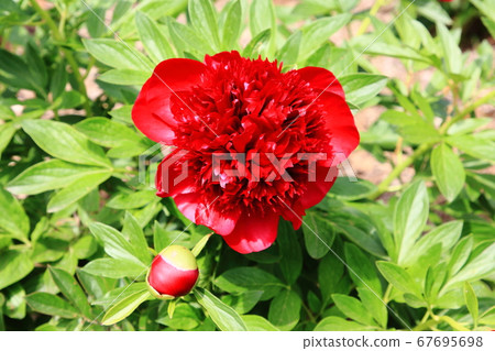 Tsukuba Peony Garden Tsukuba Peony Garden 67695698