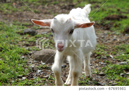Cute white goat 67695981