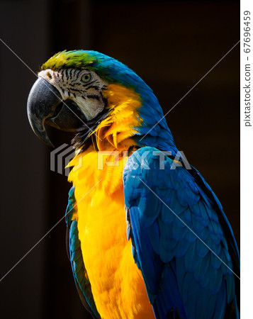 Parrot of Tama animal park Parrot of Tama animal park 67696459