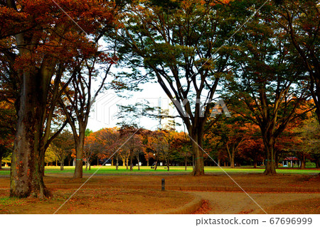 Autumn leaves near Yoyogi Park in Tokyo 67696999